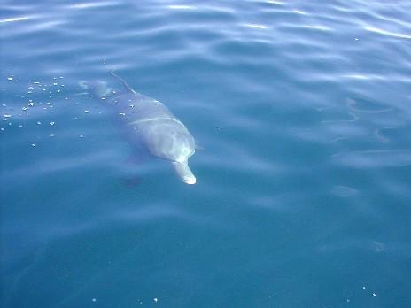 Erhart's Curious Dolphin