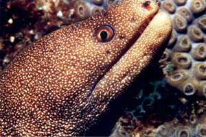 Golden Tail Eel (click here for Open Water Referral Courses)