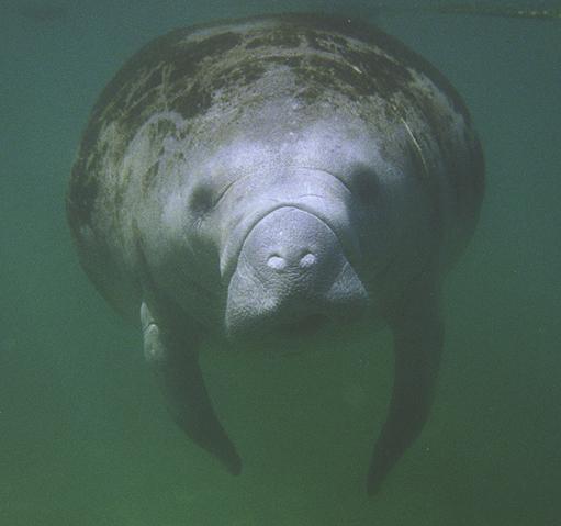 Manatee